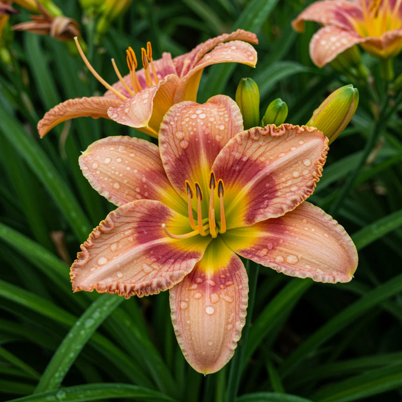 Hemerocallis Flowers Seeds Heirloom Non GMO Planting - 100 pcs