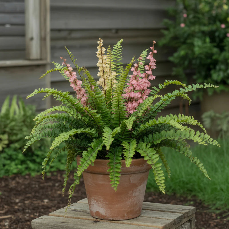 Fern Plant Seeds for Garden Planting - heirloom & Non GMO Seeds