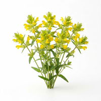 Heirloom Yellow Rattle Flower Seeds for Planting – Non-GMO Wildflower Seeds Suitable for Meadows and Pollinator Areas