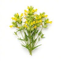 Yellow Rattle Wildflower Seeds – Heirloom, Non-GMO Seeds for Meadow Planting and Pollinator-Friendly Gardens