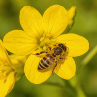 Yellow Rattle Wildflower Seeds – Heirloom, Non-GMO Seeds for Meadow Planting and Pollinator-Friendly Gardens