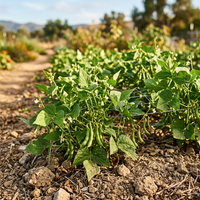 Heirloom White Tepary Bean Seeds – Non-GMO Organic Seeds for Planting, Suitable for Dry Climate Gardens