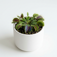 Blue Green Venus Fly Trap Seeds for Planting – Heirloom Non-GMO Carnivorous Plant Seeds with High Germination