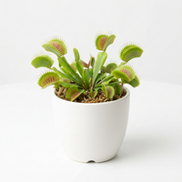 Blue Green Venus Fly Trap Seeds for Planting – Heirloom Non-GMO Carnivorous Plant Seeds with High Germination