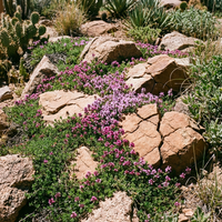 Heirloom Creeping Thyme Flower Seeds Mix – Non-GMO Seeds for Garden Planting