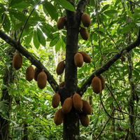 Cupuacu Fruit Tree Seeds – Theobroma Heirloom Non-GMO Seeds for Tropical Home Gardens