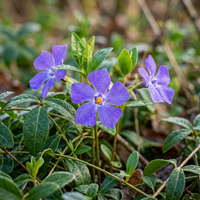 Vinca Minor Periwinkle Flower Seeds – Non-GMO Heirloom Seeds for Garden Planting