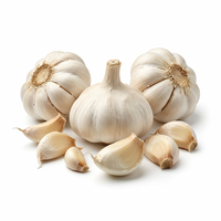 Organic White Elephant Garlic Seeds for Gardening – Heirloom, Non-GMO, Reliable Germination Seeds