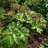 Ashitaba Japanese Green Vegetable Seeds for Garden Planting