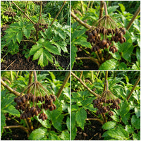 Angelica Keiskei Ashitaba Seeds for Home Gardening and Pots