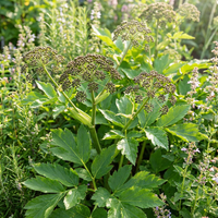 Angelica Keiskei Green Ashitaba Seeds for Kitchen Garden