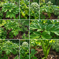 Angelica Keiskei Ashitaba Seeds for Home Gardening and Pots