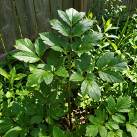 Tomorrow leaf  Plant Seeds- Ashitaba Planting Seeds -Angelica Keiskei