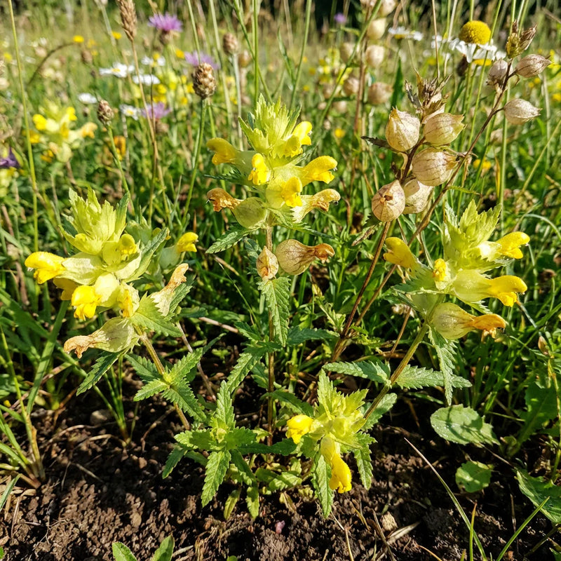 Heirloom Non-GMO Rattle Flower Seeds for Planting – Unique Wildflower Blooms for Naturalized Gardens