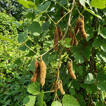 Pueraria Lobata Kudzu vine growing in a garden setting