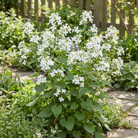 White Lunaria Biennis Seeds for Planting – Organic, Heirloom, Non-GMO Flower Seeds