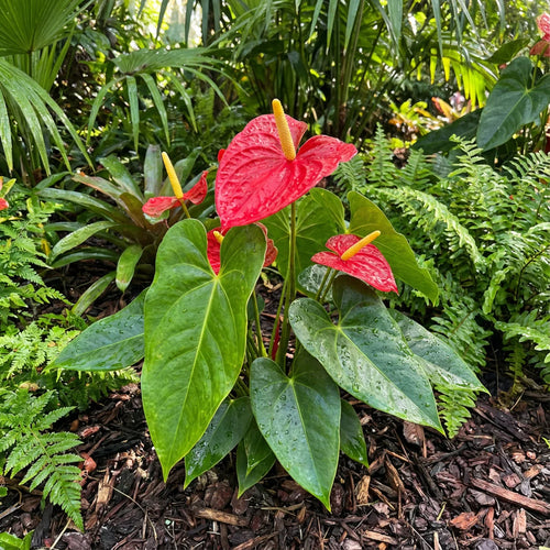 Anthurium Plant Seeds Heirloom Non GMO Planting - 100 pcs