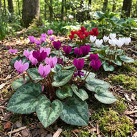 Mixed Color Cyclamen Flower Seeds for Planting-Heirloom & Non-GMO Seeds for planting