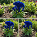 Blue Cockscomb Planting Seeds - Non-GMO, Heirloom Flower