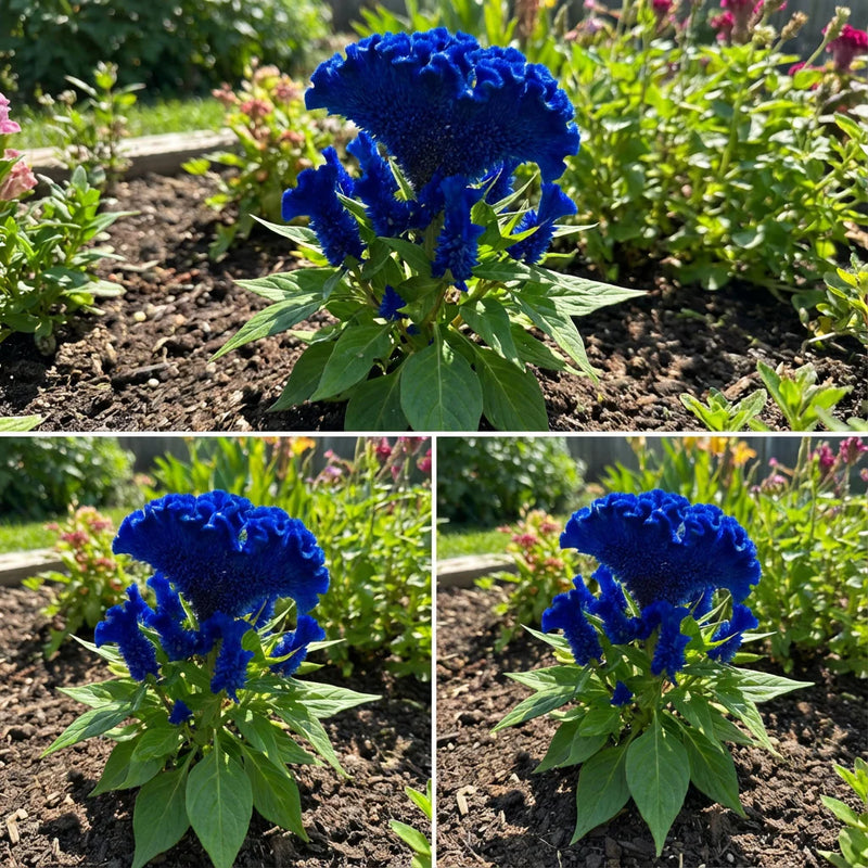 Blue Cockscomb Planting Seeds - Non-GMO, Heirloom Flower