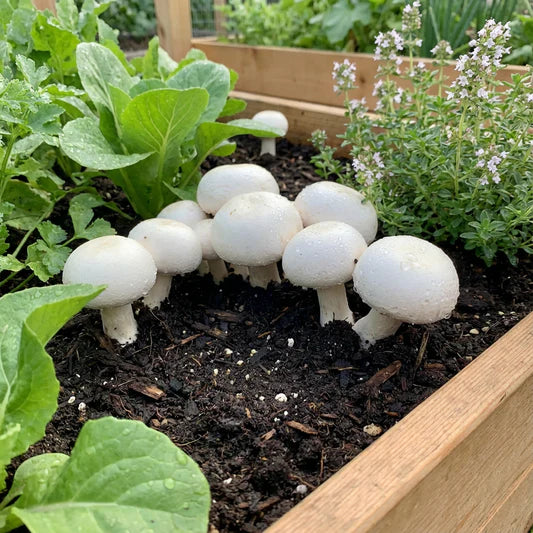Puffball Mushroom Vegetable Seeds for Planting heirloom & Non-GMO Seeds