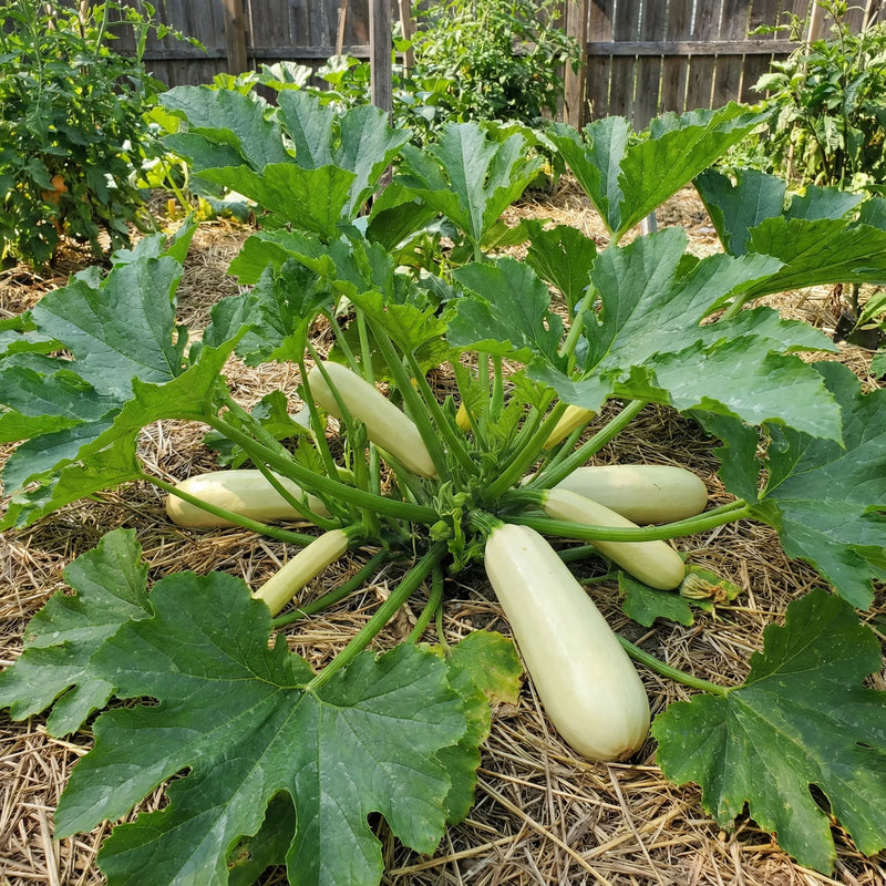 Bianco Di Trieste Zucchini Seeds for Planting - 100 Pcs pcs