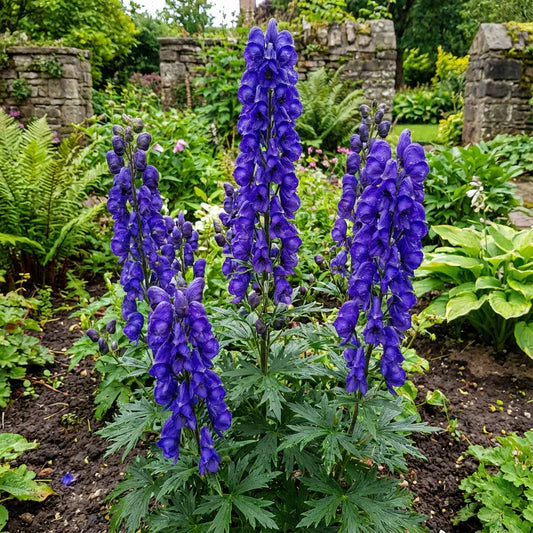 Heirloom Blue Aconitum Napellus Flower Seeds for Planting, Non-GMO