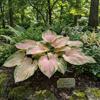 Hosta Seeds for Planting – Heirloom, Non-GMO, Perennial Shade Plant, Hosta spp. Foliage Variety
