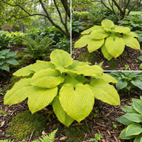 Hosta Seeds for Planting – Heirloom, Non-GMO, Perennial Shade Plant, Hosta spp. Foliage Variety