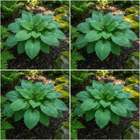 Hosta Seeds for Planting – Heirloom, Non-GMO, Perennial Shade Plant, Hosta spp. Foliage Variety