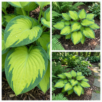 Hosta Seeds for Planting – Heirloom, Non-GMO, Perennial Shade Plant, Hosta spp. Foliage Variety