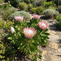 Protea Flower Seeds Heirloom Non GMO Planting - 100 pcs