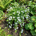 Bacopa Colgantes Flower Seeds for Planting, 100 pcs