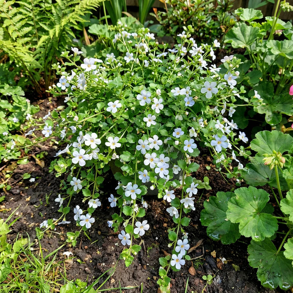 Bacopa Colgantes Flower Seeds for Planting, 100 pcs