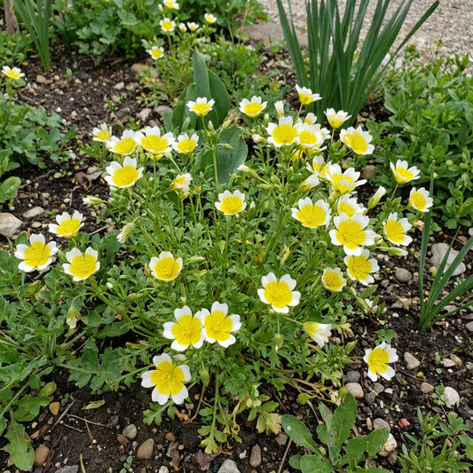 Limnanthes Flower Seeds for Planting, Heirloom, Non-GMO, 100 pcs