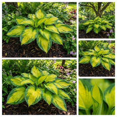Yellow Center Green Edge