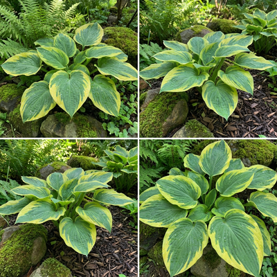 Green & Yellow