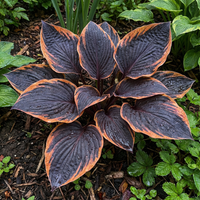 Hosta Seeds for Planting – Heirloom, Non-GMO, Perennial Shade Plant, Hosta spp. Foliage Variety