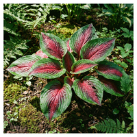Hosta Seeds for Planting – Heirloom, Non-GMO, Perennial Shade Plant, Hosta spp. Foliage Variety