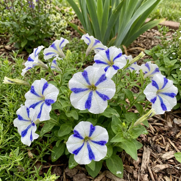 Ultra Star Petunia Violacea Flower Seeds for Planting - Heirloom, NON-GMO, Easy-to-Grow Garden Blooms