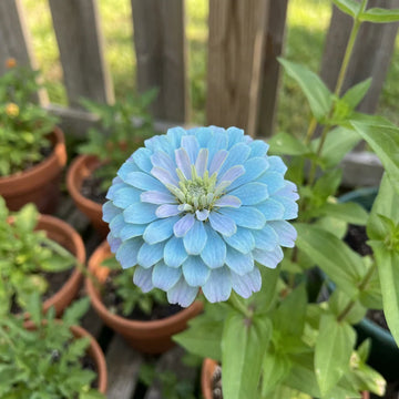 Sky Blue Zinnia Flower Seeds for Planting â€“ Vibrant Blooms, Non-GMO, Heirloom Flower Seeds