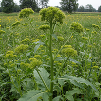 Good King Henry Seeds (Blitum bonus-henricus) for Garden Planting