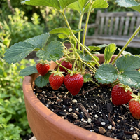 Albion Strawberry Seeds for Planting – Heirloom Variety, Sweet Fruit, High Germination Garden Seeds