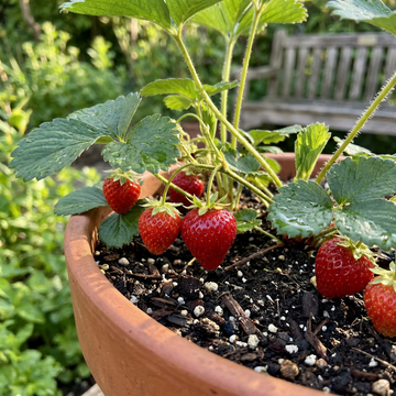 Albion Strawberry Seeds for Planting – Heirloom Variety, Sweet Fruit, High Germination Garden Seeds