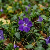 Vinca Minor Periwinkle Flower Seeds – Non-GMO Heirloom Seeds for Garden Planting