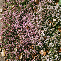 Heirloom Creeping Thyme Flower Seeds Mix – Non-GMO Seeds for Garden Planting