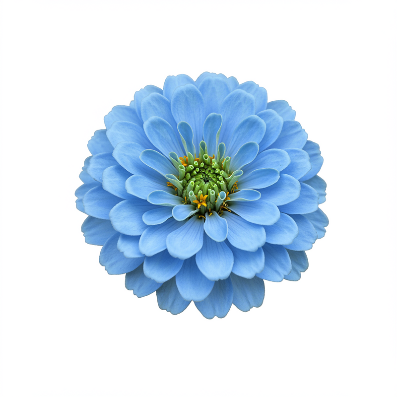 Sky Blue Zinnia Flower Seeds – Non-GMO Heirloom Seeds for Outdoor and Garden Planting