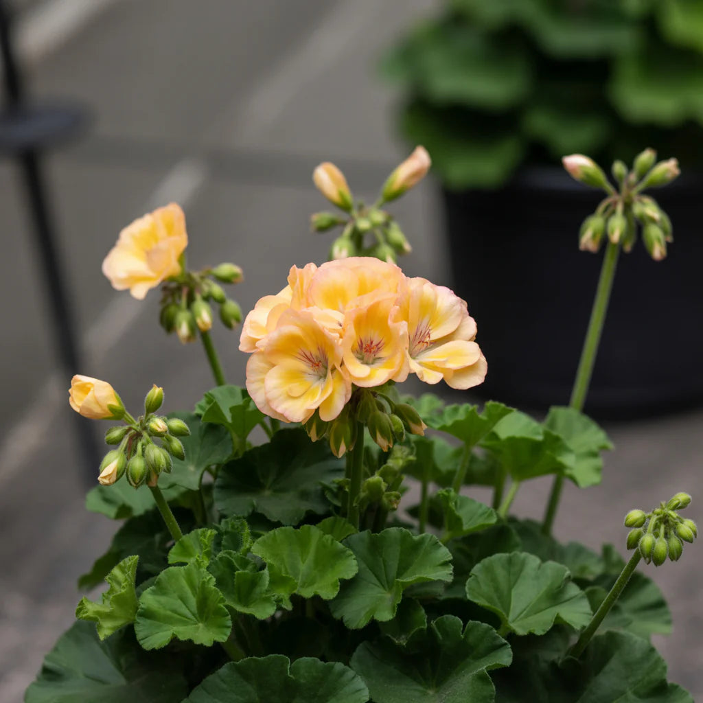 Heirloom Non-GMO Yellow Geranium Flower Seeds for Planting – Bright Blooms for Home Garden