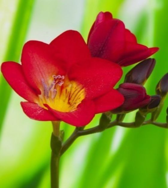 Red Freesia Seeds for Planting – Heirloom, Non-GMO Organic Flower Seeds