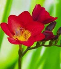 Red Freesia Seeds for Planting – Heirloom, Non-GMO Organic Flower Seeds